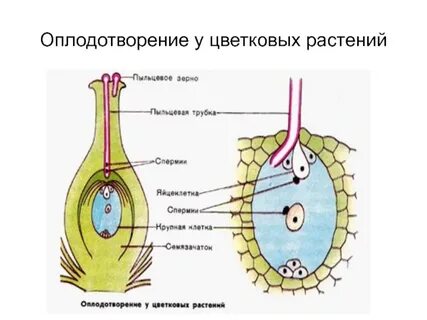 После двойного оплодотворения