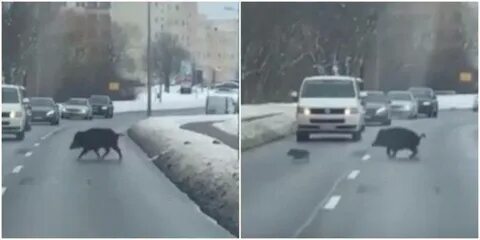 Кабан выходи