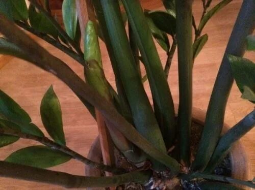 Долларовое дерево замиокулькас стебель. Замиокулькас сморщился стебель. Замиокулькас кончики листьев сохнут. Замиокулькас отросток. Почему у замиокулькаса стебли.