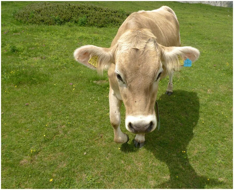Автор бычка. Спящий бычок. Соломенный бычок автор сказки. Автор бычка. Сказки.