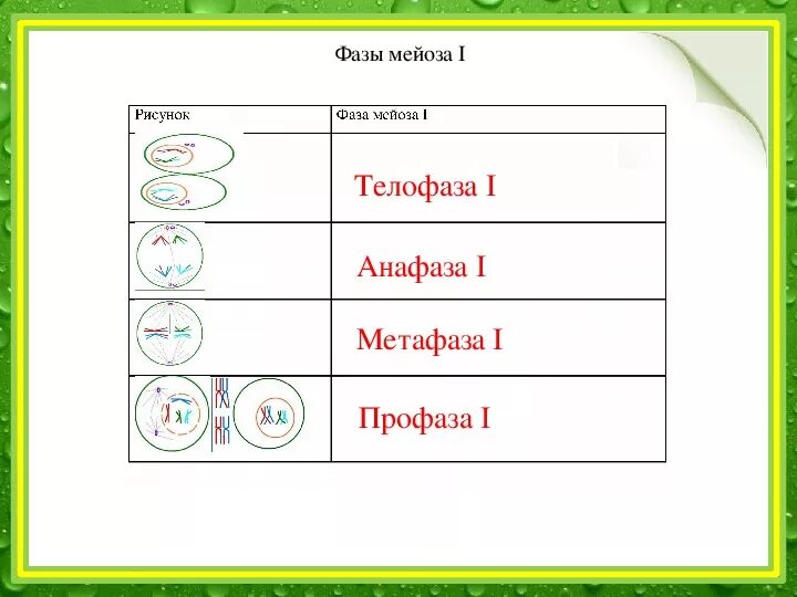 Анафаза 1 мейоза процессы. Фазы мейоза 10 класс. Мейоз таблица по фазам 10 класс. Стадии мейоза 2.