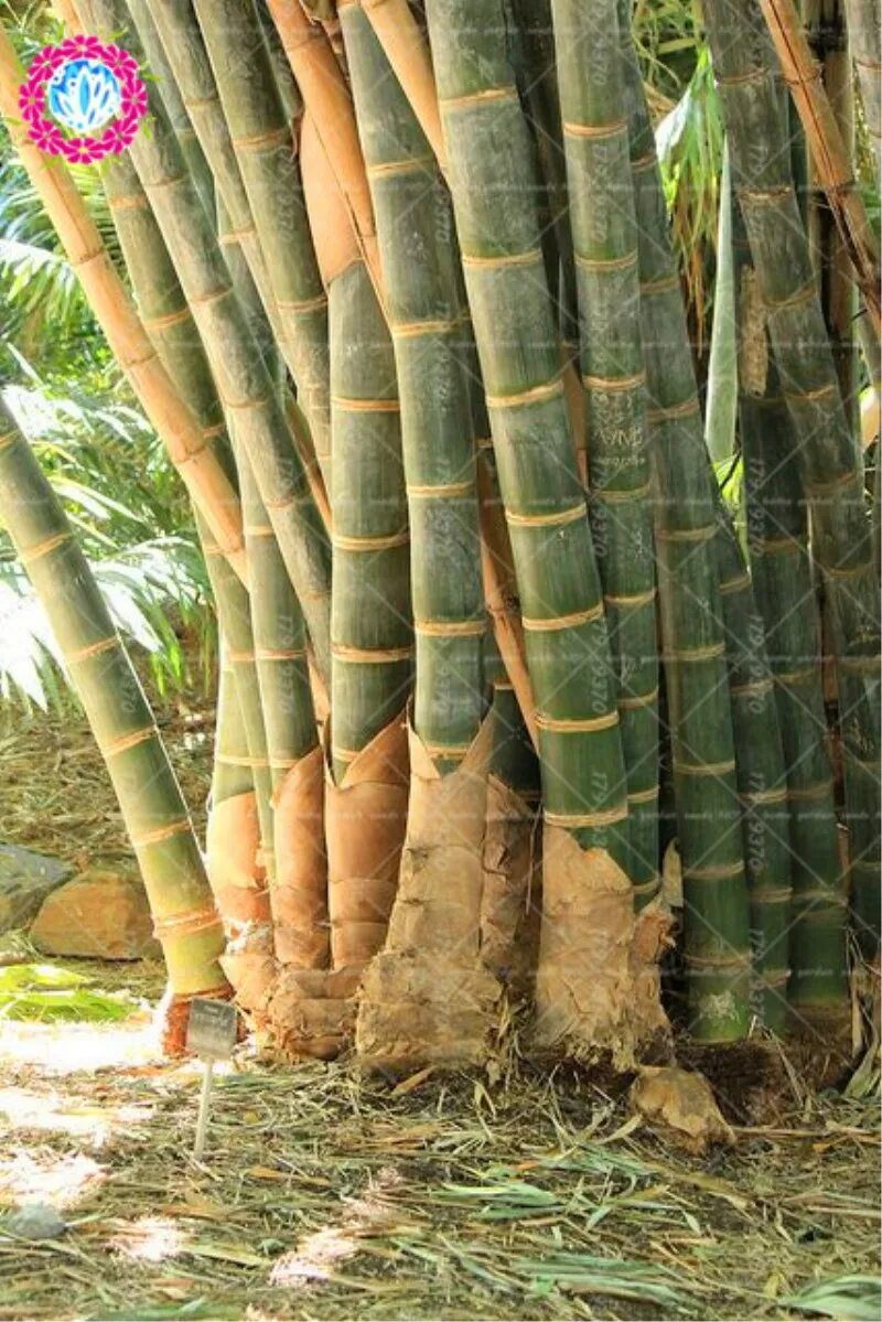 Dendrocalamus membranaceus (White Bamboo, бамбук). Dendrocalamus giganteus. Дендрокаламус гигантский Dendrocalamus giganteus. Гигантский бамбук (Dendrocalamus giganteus.