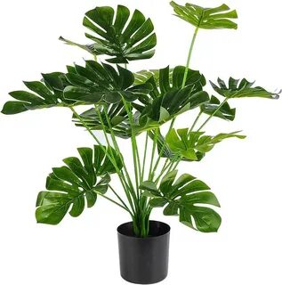 Plants 19