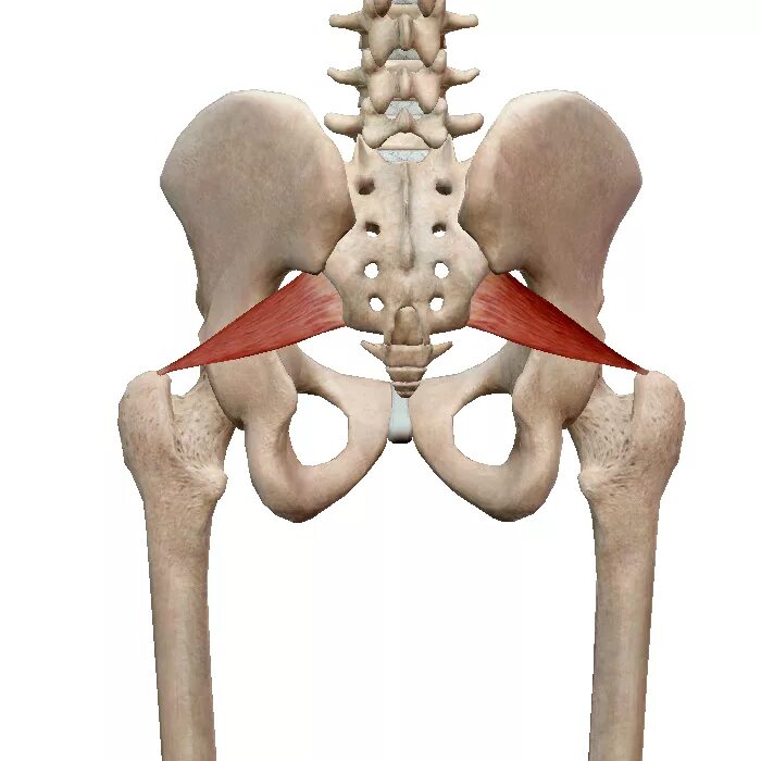 Подвздошной кости 2. Грушевидная мышца m. Piriformis. Мускулюс пириформис. Грушевидная мышца таза анатомия. Тазобедренный сустав анатомия грушевидная мышца.