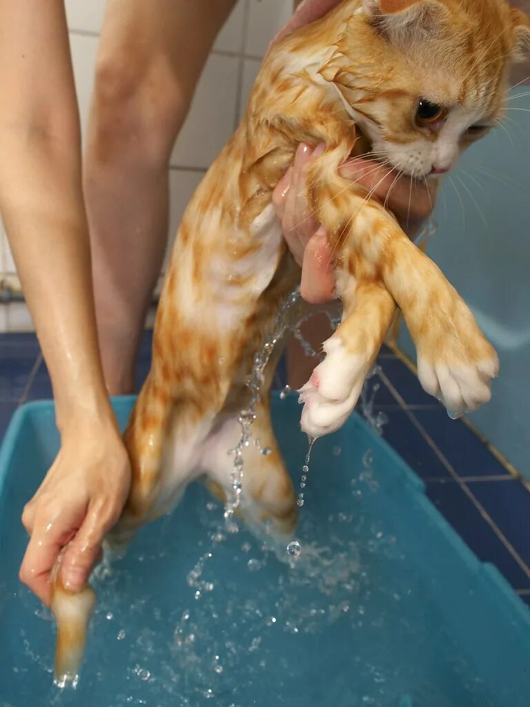 Купание кота. Мытье кошки. Котенок моется. Кота купают.
