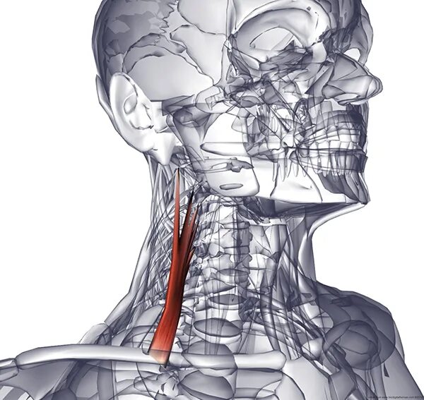 Грудино ключично сосцевидная мышца и лестничные мышцы. Грудино-ключично-сосцевидная мышца. Грудино-ключично-сосцевидная мышца анатомия. Грудино ключично сосцевидная мышца шеи анатомия.