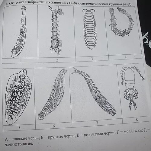 Круглые черви ЕГЭ биология. Плоские и круглые черви. Группы плоских червей. Тип плоские круглые кольчатые черви. Систематические группы кольчатых червей