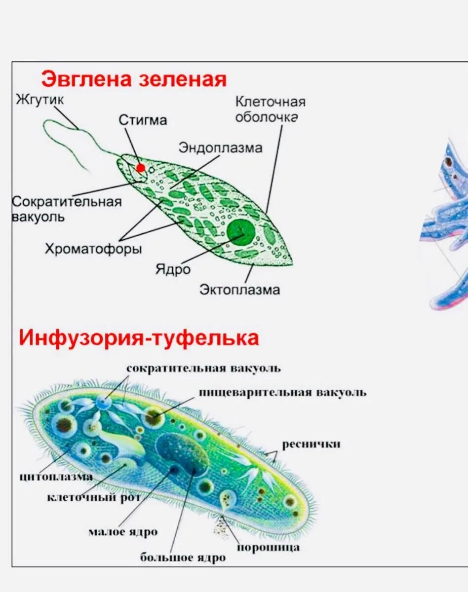 Хлоропласты жгутики. Строение амебы обыкновенной эвглены зеленой инфузории туфельки. Строение амебы эвглены зеленой и инфузории туфельки. Амеба и инфузория туфелька. Царство животных Подцарство одноклеточные.