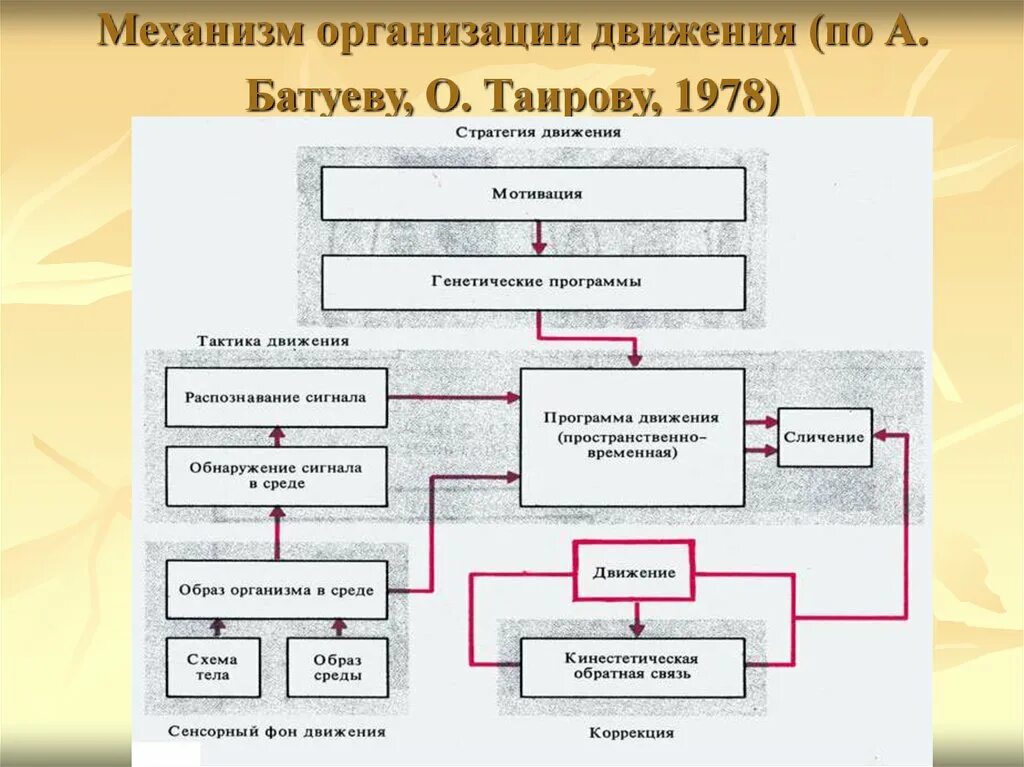 Функциональная организация движений