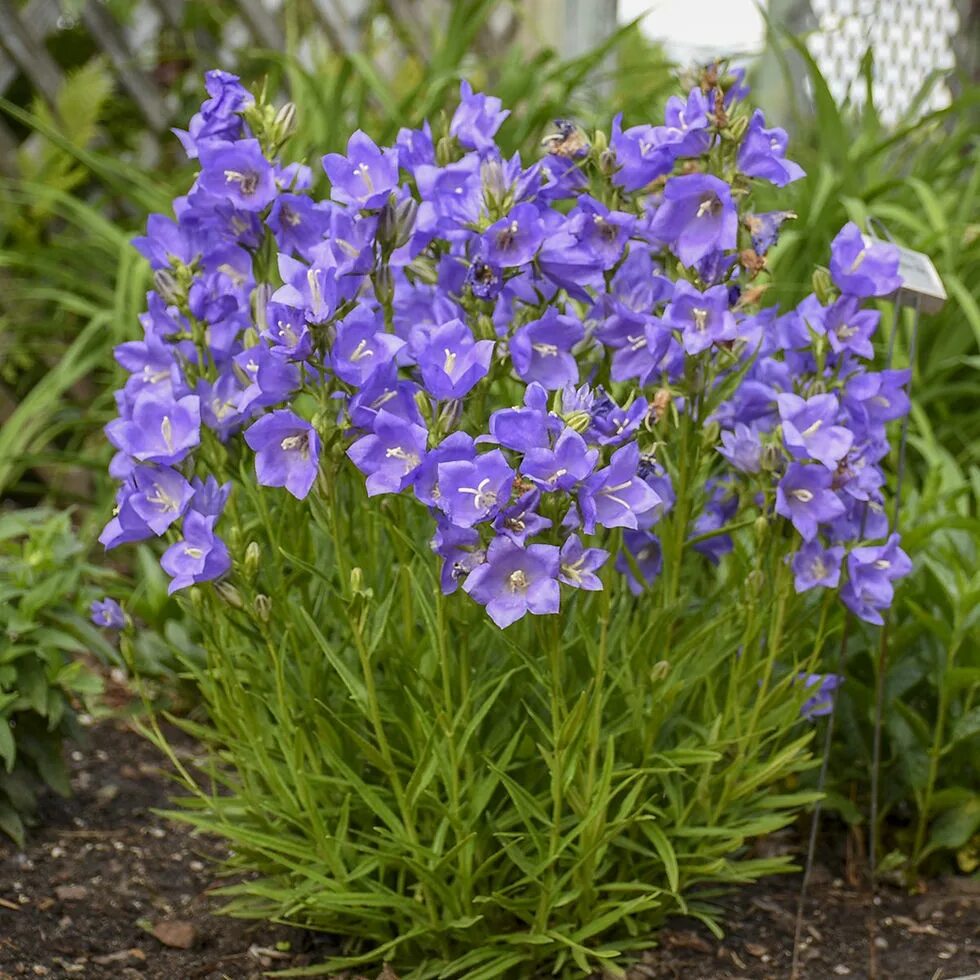 Колокольчик персиколистный (Campanula persicifolia). Колокольчик персиколистный (Campanula persicifolia `Takion White`). Колокольчик персиколистный (Campanula persicifolia l.). Колокольчик персиколистный Такион Блю. Колокольчик блю