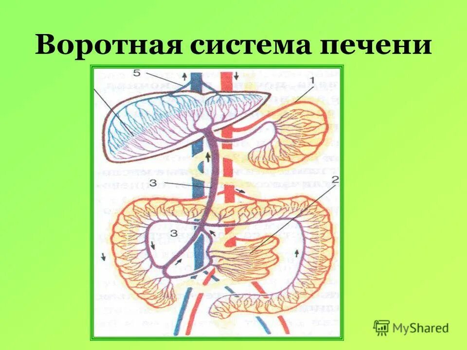 Кровообращение воротной вены. Воротная Вена печени анатомия. Воротная система печени рис 100. Воротная Вена печени функции.