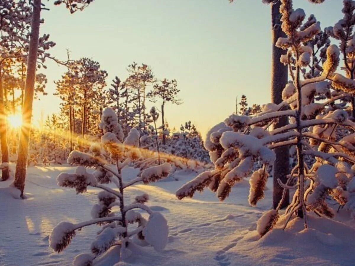 Утро зима картинки. Рай зимой. Теплое утро в зимнем лесу. Двор солнце зима. Зимнее утро рай.