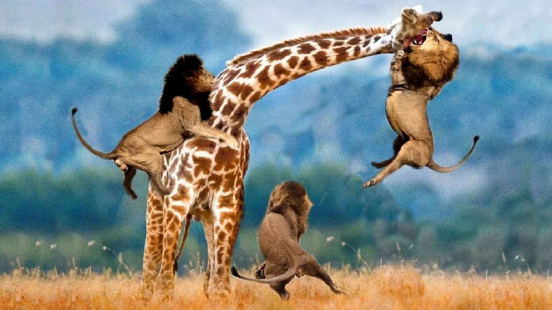 Лев тигр жираф. Жираф и Лев. Нападение диких животных. Львы нападают на жирафа. Охота Льва на жирафа.