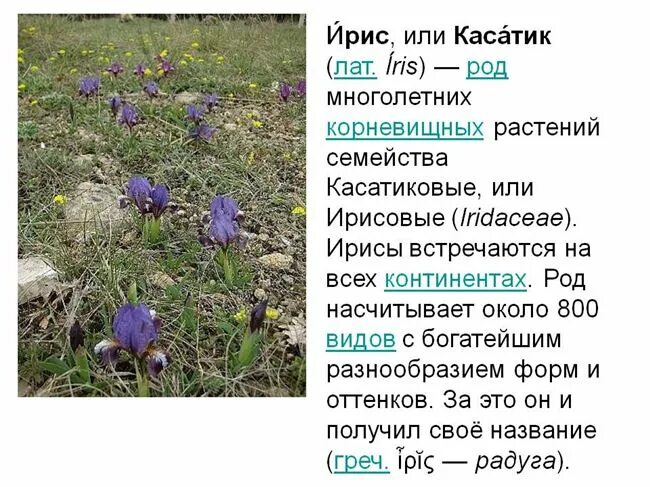 Как разрешить ссылки в ирисе