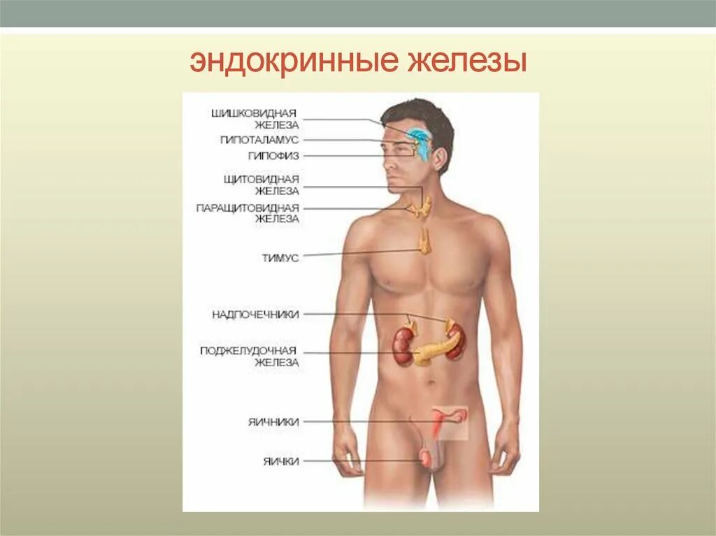 Какая эндокринная железа изображена на рисунке. Эндокринная система железы расположение. Эндокринная система органы образующие систему. Система желез внутренней секреции человека. Эндокринная система железы внутренней секреции.