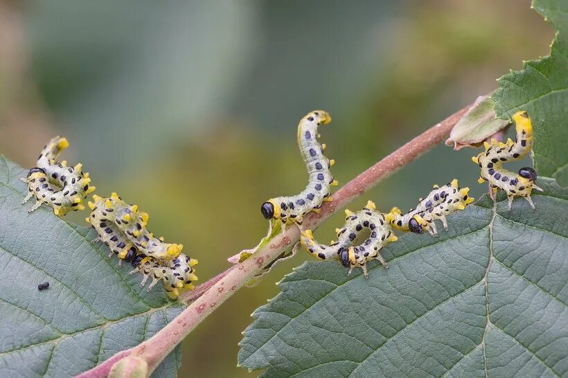 пестрокрыльница левана. бабочки подмосковья. бабочка пестрокрыльница. изменчивый. дневные бабочки подмосковья.