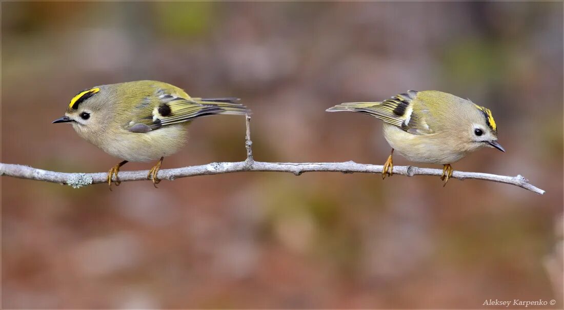 Королек красноголовый в крыму. Сипуха в дупле. Сова сипуха. Желтоголовый королёк птица. Пепельная сипуха.
