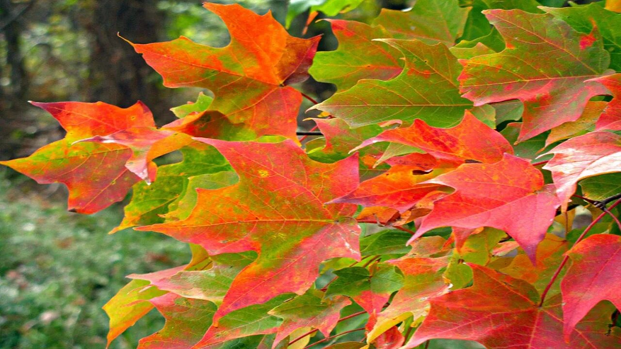 Клен остролистный лист осень. Разноцветные листья. Осенние листья. Кленовый лист осенью. Клен цвет листьев осенью