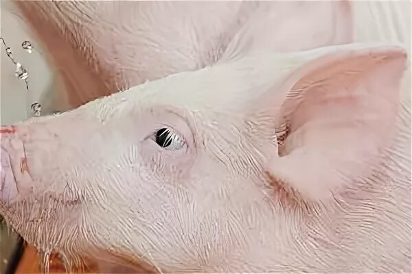 Свинья. Зудневая чесотка свиней. Ушные свиньи. Зудневая чесотка свиней. Ушные свиньи.
