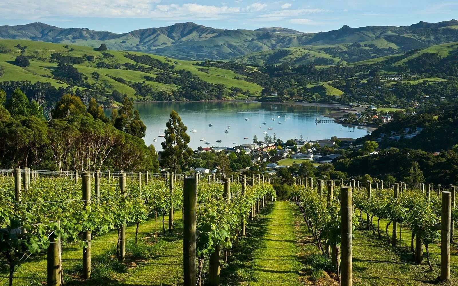 Промышленность новой зеландии. Виноградники Мальборо новая Зеландия. Долина Мальборо новая Зеландия. Марлборо (Marlborough, новая Зеландия) виноградники. Новая Зеландия регион Мальборо вино.