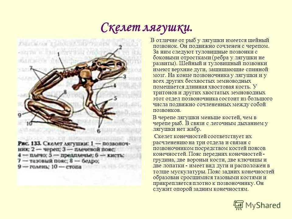 Какой тип почек у земноводных. Какой тип почек у земноводных