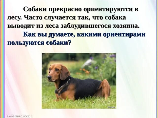 Прекрасно ориентируется в