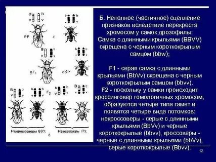 Тип пола дрозофилы