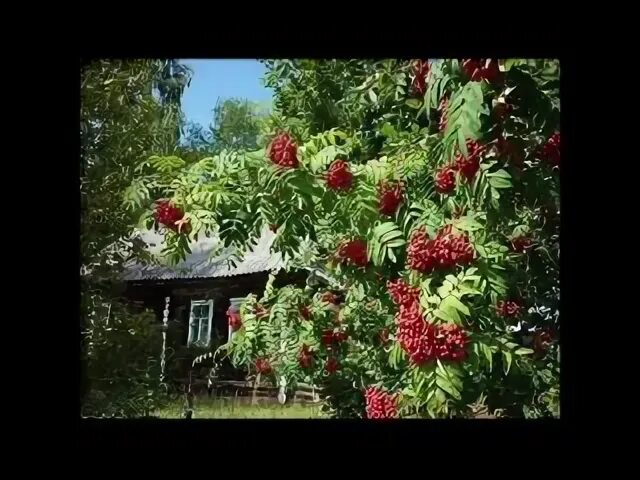 Песня ой занялась рябина зорькой алой слушать