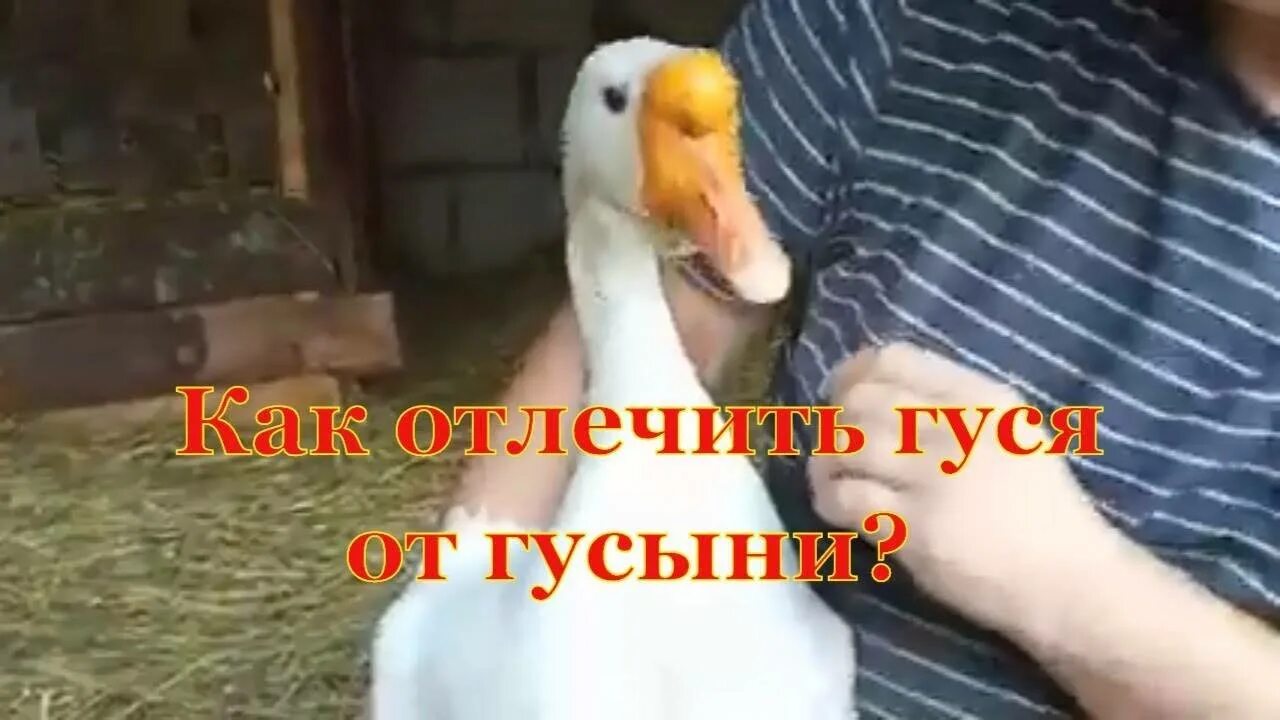 Как отличить взрослого гуся от гусыни. Отличить гусака от гусыни по внешним признакам. отличие гусака от гусыни. как отличить гусака от гусыни. как различить гусака и гусыню.