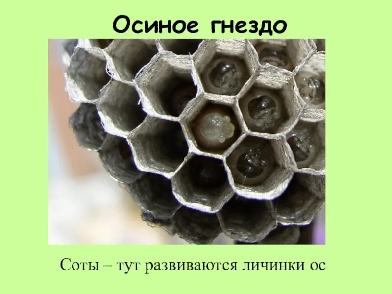 Осиное 11. Осиное гнездо с личинками. осиные соты. осиное гнездо с сотами. осиный улей в разрезе.