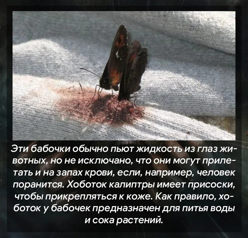 Пью кровь форум. Бабочки которые пьют кровь. Мотыльки которые пьют кровь. Бабочки умеют пить кровь.
