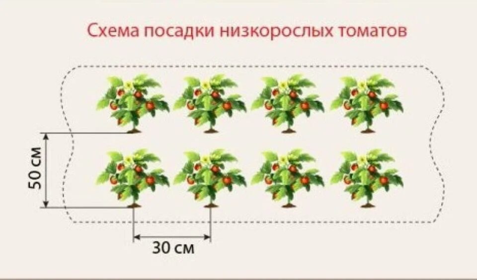 Схема посадки низкорослых томатов в открытый грунт. Схема посадки помидоров в открытый грунт рассадой. Схема высадки в открытый грунт рассады томатов. Томат для открытого грунта схема посадки. На каком расстоянии сажать рассаду помидор