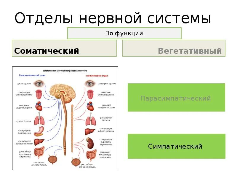 Вегетативная нервная система физиология. Анатомия, физиология, функции вегетативной нервной системы. Вегетативная НС анатомия. Анатомия и физиология нервной системы схема человека.