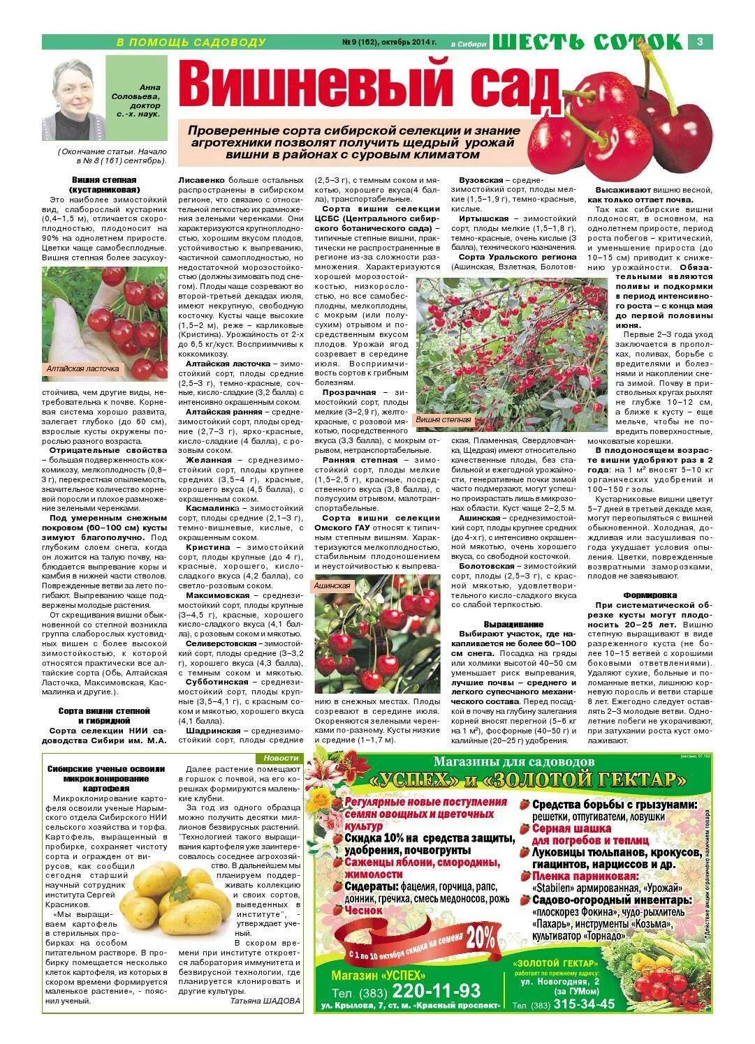Какие вишни посадить. Сорта вишни для сибири. сибирская вишня сорта. сорта вишни для уральского региона. сорта вишни зимостойкие.