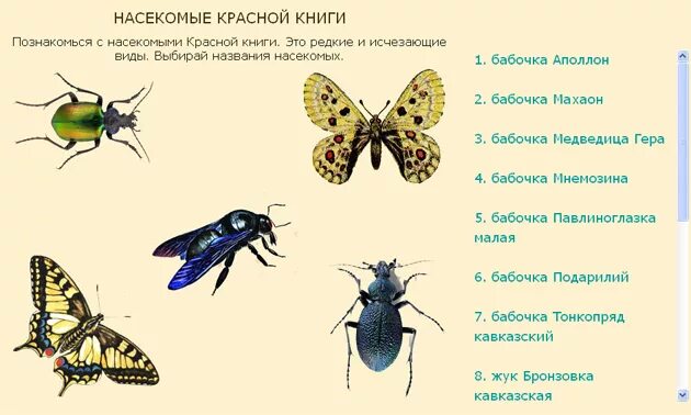 Проект насекомое занесенное в красную книгу Насекомые красной книги россии презентация