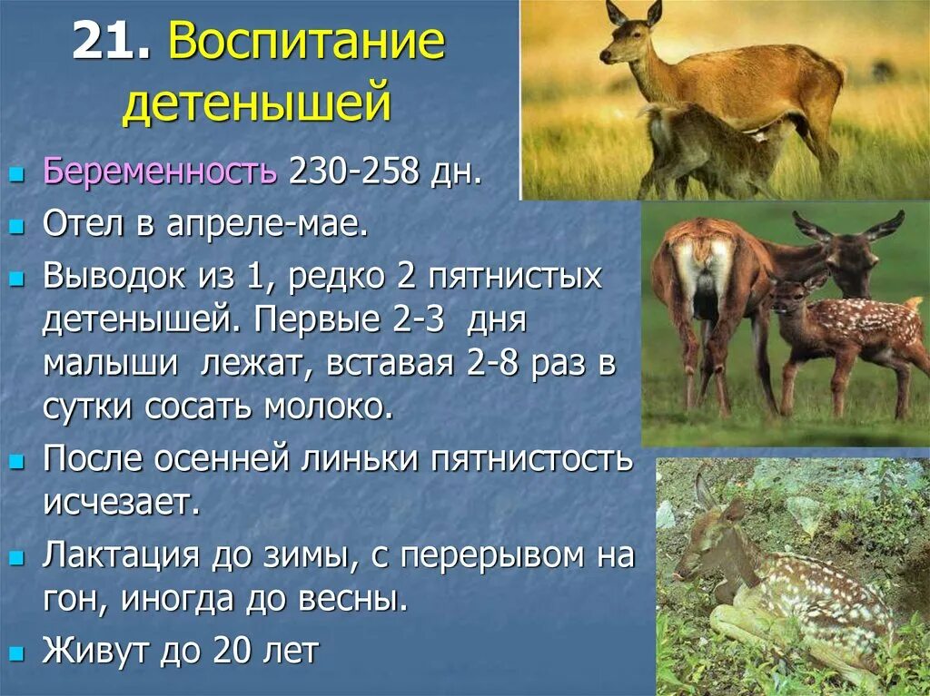 Воспитывают своих детенышей. Как животные воспитывают свое потомство. Воспитание потомства у животных. Реферат на тему как животные воспитывают свое потомство. Как животные воспитывают потомство 2 класс.