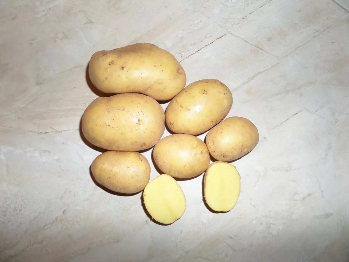 Сорт картофеля Вега. Картофель семенной, сорт Вега. Картофель семена Вега. Сорт картошки Вега.