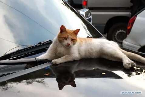 Сбитые машиной коты