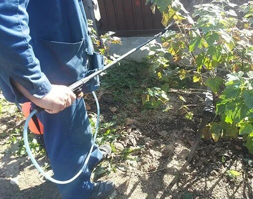 Можно ли по листу обрабатывать бордосской смородину