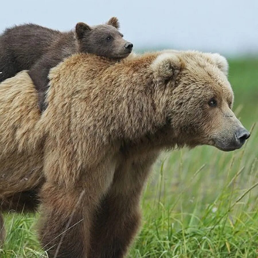 Friendly bear. Friendly bear