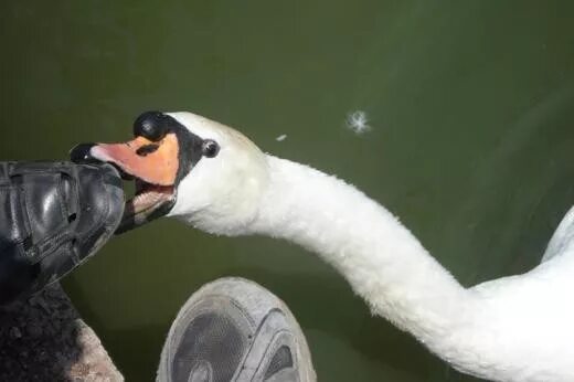 Не убивайте лебедей