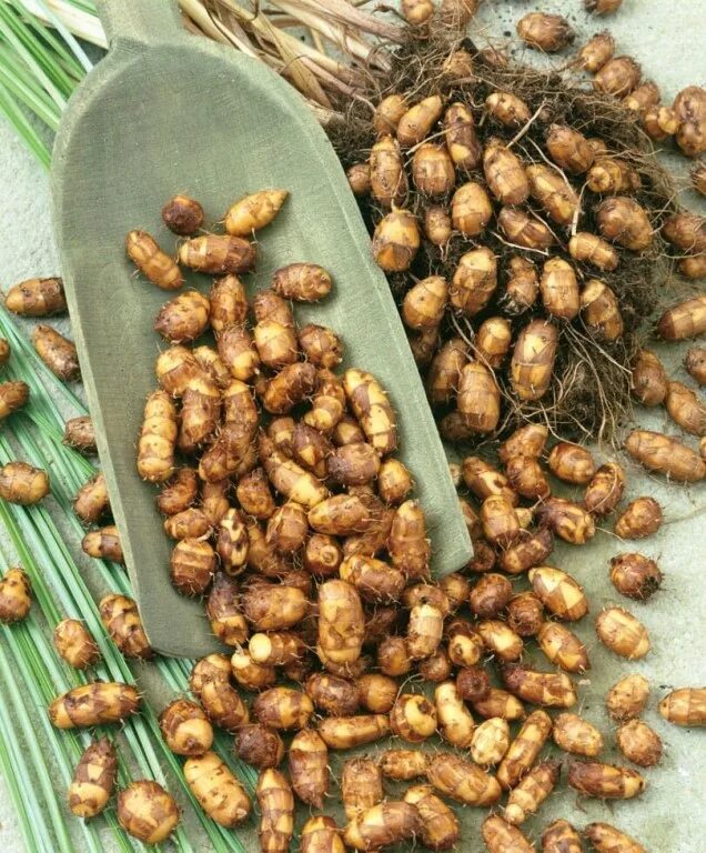 Сыть съедобная, чуфа — cyperus esculentus. Земляной миндаль. Земляной орех тигровый. Тигровый орех чуфа. Чуфа llorgeta maxi.