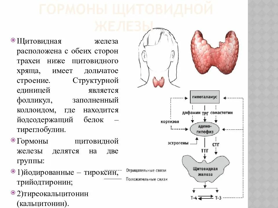 Строение щитовидной железы внутренней секреции. Гормон регулирующий функции щитовидной железы. Физиологические эффекты йодсодержащих гормонов щитовидной железы. Йодсодержащие гормоны щитовидной железы функции. Гипофункция тиреотропного гормона