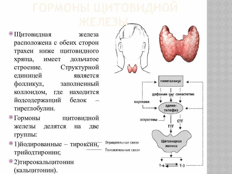 Строение щитовидной железы внутренней секреции. Гормон регулирующий функции щитовидной железы. Физиологические эффекты йодсодержащих гормонов щитовидной железы. Йодсодержащие гормоны щитовидной железы функции.