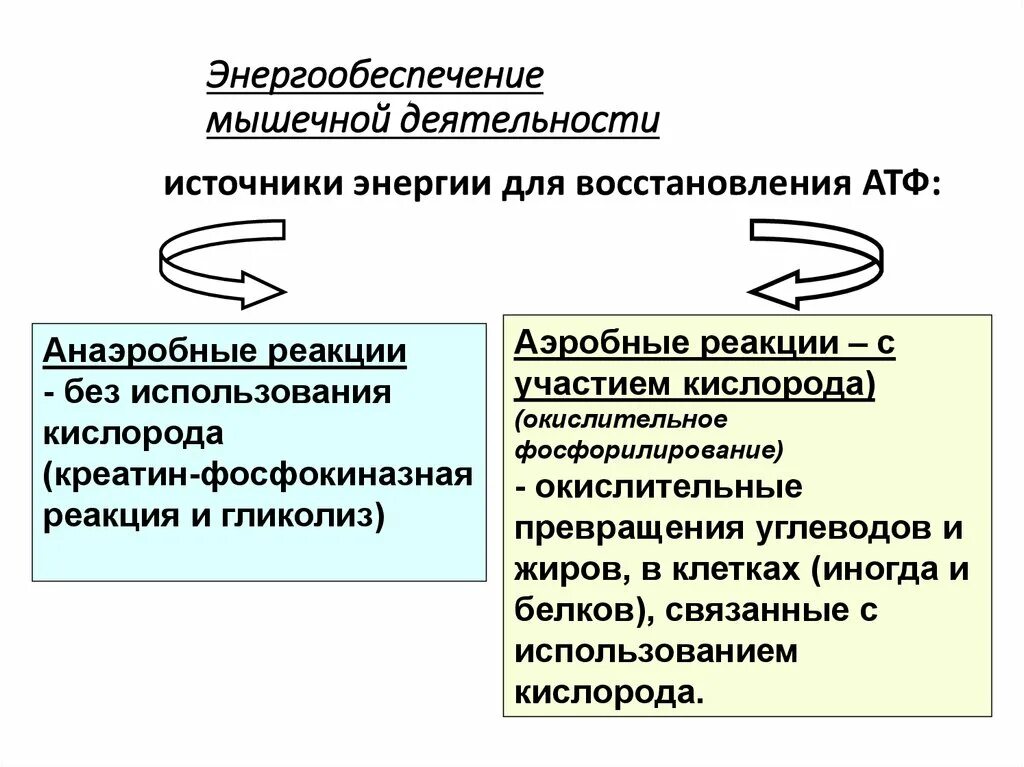 Образование энергии использование. Энергетическое обеспечение мышечной деятельности схема. Энергообеспечение мышечной ткани. Источники энергообеспечения мышечной деятельности. Энергетическое обеспечение работы мышц.