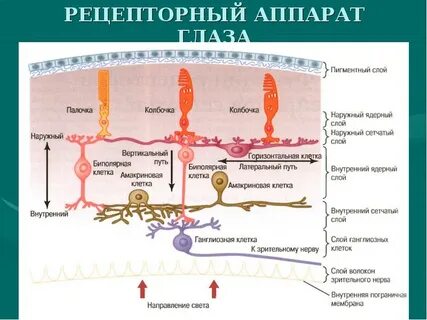 Зрительные рецепторы человека