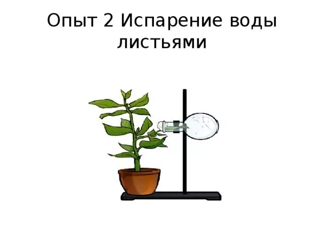 Опыт изображенный на рисунке служит доказательством биология. Опыты по испарению воды листьями растений. Опыт испарение воды листьями. Опыт доказывающий испарение воды растениями. Эксперимент по испарению воды листьями.