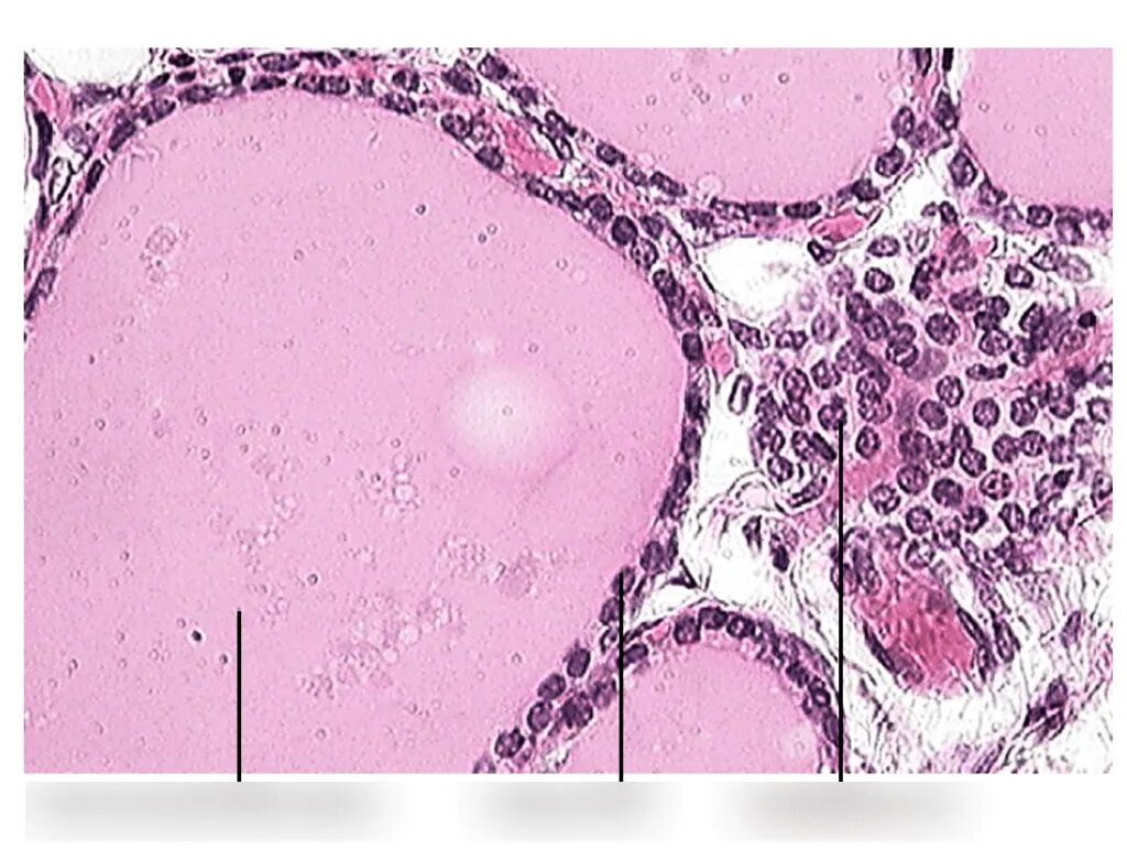 Железистые клетки печени. Parathyreoid Glands Histology. Shu xin Zhang Histology pdf.