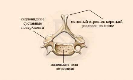 Строение позвонков 1 курс