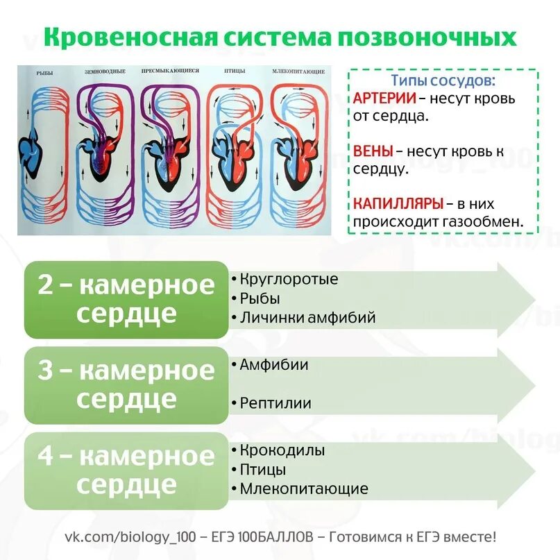 Кровеносные системы позвоночных животных таблица. Кровеносная система позвоночных. Сравнение кровеносных систем позвоночных животных. Таблица строение кровеносной системы позвоночных животных. Сравнительная характеристика кровеносной системы позвоночных.